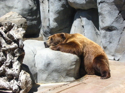 sad bear