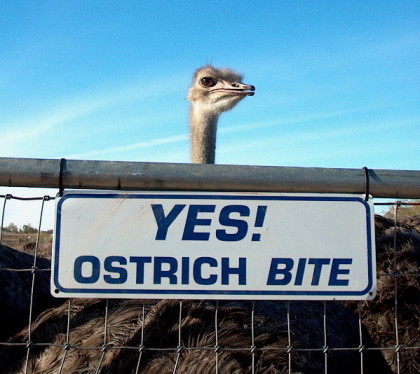 ostrich